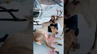 A female volunteer accidentally saved a pregnant reindeer that was having trouble giving birth [upl. by Jd537]