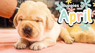 Aprils Cutest Puppy Videos [upl. by Sissie862]