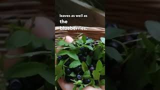 How I Use Bilberry Leaves [upl. by Farlay673]