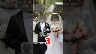 Cat Couple marriage sad story 😔 cat sad story [upl. by Ykcor]