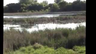 Jimmerson Slough Spirit Lake Iowa Premiere Duck and Goose rearing and hunting resource [upl. by Artemahs]