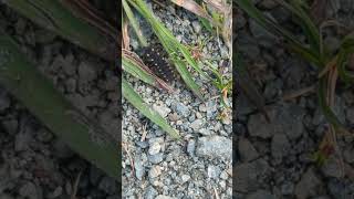 Glow Worm larva at Carlton Marshes Suffolk [upl. by Christal540]