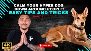 Calm Your Hyper Dog Down Around People Easy Tips And Tricks [upl. by Etteve]