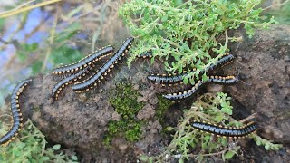 Hunting Harpaphe haydeniana the yellowspotted millipedemillipede [upl. by Asit]