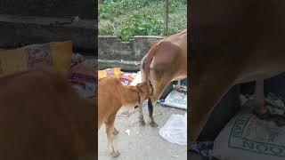 Milk Feeding pleasesubscribe collectedsupport Bangladesh mdnazmulabedin [upl. by Nasas]