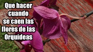 Que Hacer Cuando se Caen Las Flores de las Orquideas [upl. by Mosira]