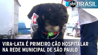 Viralata é primeiro cão hospitalar na rede municipal de São Paulo  SBT Brasil 160124 [upl. by Teeniv532]