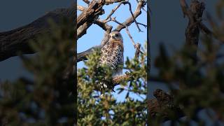 Redshouldered Hawk🐦Pondering Perch redshoulderedhawk [upl. by Eiderf]