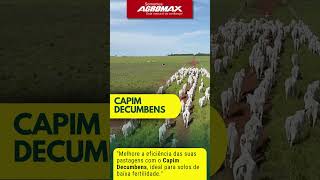 Conheça o Capim Decumbens da Sementes Agromax [upl. by Labana]