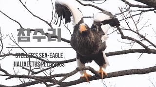 노래하는 심심한 참수리 Stellers seaeagle 1분새 eagle Haliaeetus pelagicus [upl. by Scever895]