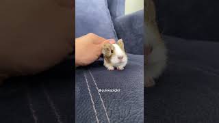 Agouti color baby guinea pig 🙂 guineapigs guineapigcage guineapig guineapiggies guineapiggy [upl. by Eelac]