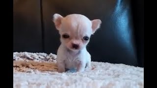 5 ounce Chihuahua  Tiniest Chihuahua  Hydrocephalus  another video in link [upl. by Coffey587]