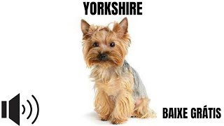 YORKSHIRE latindo  SOM GRÁTIS link nos comentários [upl. by Culver]