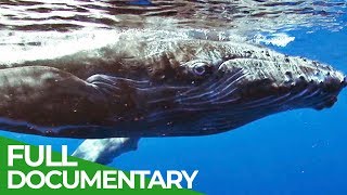 Humpback Whales in Danger  Blue Realm  Free Documentary Nature [upl. by Mccormac]