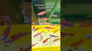 Notropis chrosomus Coldwaterfish shorts [upl. by Aihsenot]