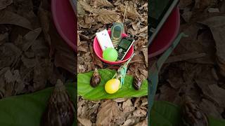 Finding snails and eggs and dinosaurs and cell phone eggs snails dinosaur [upl. by Inesita]