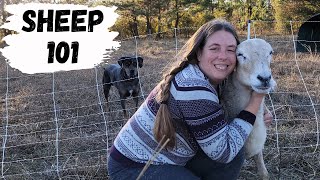 Beginners Guide to Raising Sheep  How to Raise Your Own Lamb [upl. by Eiliah]