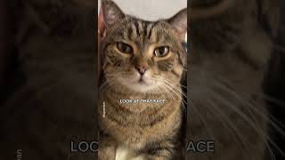 Every time I see my cats face shorts cat funny [upl. by Hobbs]