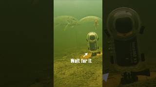 Wait for the 360° view  Which viewpoint do you prefer  pike fishing underwaterworld [upl. by Rainger]