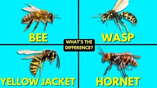 Whats The Difference Between Bees Wasps Yellow Jackets and Hornets [upl. by Pedrick771]