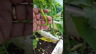 Lengthy Green Chilli Plant  Grace Green Garden Organic Farming amp Vlog [upl. by Maribel856]