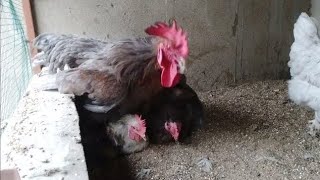 One rooster mating three chicken mating crossing [upl. by Alleahcim656]