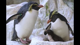 Herzige PinguinKüken im Tiergarten Schönbrunn [upl. by Nnewg]