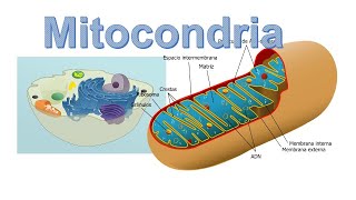 La Mitocondria Estructura características y funciones [upl. by Etsyrk]