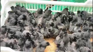 fancy hen karinkozhi kadaknath babies farming fancyhen [upl. by Elehcin]