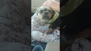 I just picked up honey from the groomers Now my baby is hungry cute puppy dogshorts furbaby [upl. by Loella177]