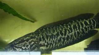 「タイワンドジョウ（Blotched snakehead）」学名：Channa maculata [upl. by Ettevram950]