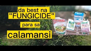 Anong fungicide ang ginagamit sa calamansi [upl. by Joann]