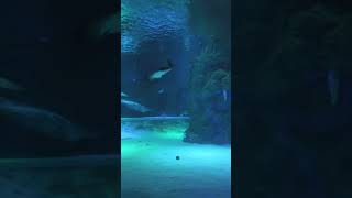 Shark Tank Ambience  The Ultimate Concentration Experience [upl. by Asirak]