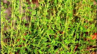 How to Grow Thyme from Seeds [upl. by Nol371]