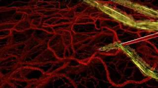 HHMI  Life Cycle of Malaria Parasite in Human Host [upl. by Wickman]