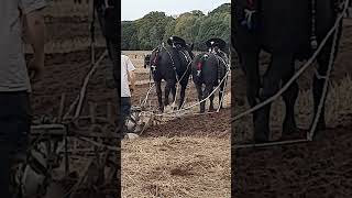 Traditional Horse Ploughing at the 73rd British National Ploughing Championships 13th October 2024 [upl. by Calmas525]