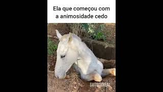 Ela começou a rivalidade primeiro memes animaisdublados humor pets [upl. by Hannaoj337]