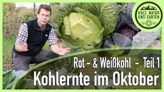 Kohlernte im Oktober  Rot und Sauerkraut Teil 1 [upl. by Chauncey982]