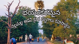 భయంకరమైన నల్లమల్ల అడవి రహస్యాలు  క్రూర మృగాలు సంచరించే ప్రదేశాలు dangerous places nallamala forest [upl. by Tavis510]