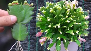 A great way to propagate your Christmas Cactus using cuttings [upl. by Siravart]