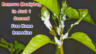 Mealybug Treatment in 1 second  Mealybug Control in Plants instantly  control Mealybug in Plant [upl. by Aerdnad]