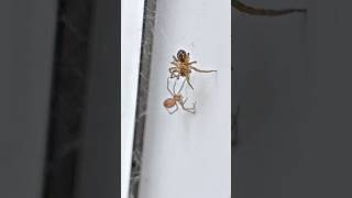 False Widow Steatoda Grossa holds her ground against an attacking Lace Web Spider [upl. by Eppesiug439]