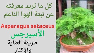 العناية بنبات الأسبرجسAsparagus setaceusنبات الهوا الناعمالكف الناعم [upl. by Aicsile]