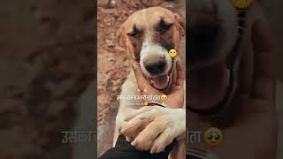 Animal dogilover😱🥲humanity respect helping trending viralvideo trendingshortsyoutubeshorts [upl. by Jenne]