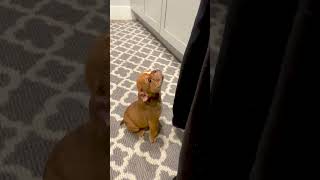 Cute Puppy Whimpers For Food Dogs Shorts [upl. by Jeannine851]