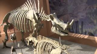 Smithsonian National Museum of Natural History  Washington DC  Walkthrough [upl. by Esbensen87]