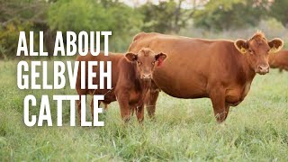 Gelbvieh Cattle Everything You Should Know [upl. by Berneta646]