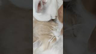 Mummy s boy😁🐾🧿youtubeshorts cat catlover cute viralvideo viralshorts [upl. by Giacinta832]