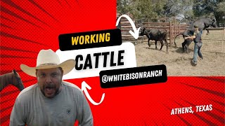 Who’s Really in Charge Here 😂 Cattle Working Chaos in Larue Texas [upl. by Coopersmith]