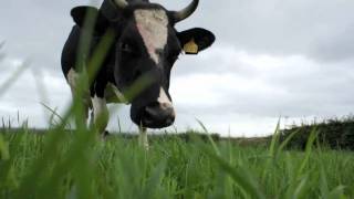 NZ Friesian Heifer with horns grazing on the last day of summer [upl. by Anihta362]